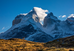patagonia, chile, guanaco, mountains, nature, peak, clouds wallpaper