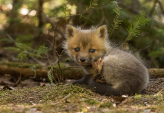 cub, fox, animals, cute wallpaper