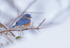 titmouse, branch, bird, animals, snow, winter wallpaper