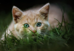 animals, cat, nature, grass, eyes, kitten wallpaper