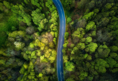 nature, road, tree, forest wallpaper