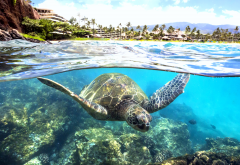 turtle, animals, underwater, ocean, shore, palm, coral reef wallpaper