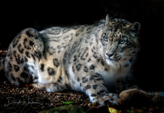 snow leopard, animals, wild cat wallpaper