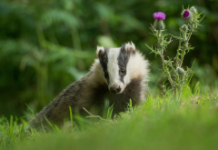 badger, animals, summer, grass wallpaper