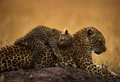 animals, predators, leopard, cub, tenderness wallpaper