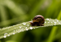 macro, snail, dew, insect, grass wallpaper