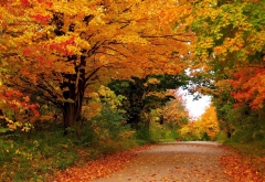 autumn, road, yellow tree, tree, forest, nature, leaf wallpaper