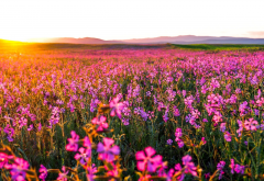 wild flowers, nature, field, sunrise, pink flowers wallpaper