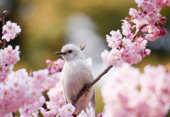 bird, branch, flowering, spring, sakura, flowers, nature wallpaper