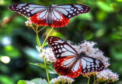 butterfly, bright, flower, insect, animals wallpaper