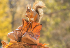 animals, squirrel, boots, autumn, leaves, nature wallpaper