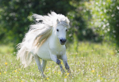 shetland pony, horse, grass, pony wallpaper