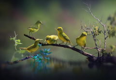 nature, water, branch, bird wallpaper