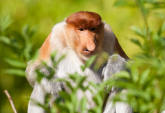 proboscis monkey, animals, monkey wallpaper
