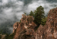 on the edge, spruce, rocks, cliff, fog, clouds, nature wallpaper