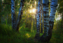forest, birch, thicket, sun rays, sunset, nature, forest, tree wallpaper