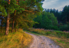 forest, pine, road, nature, russia, tree, forest wallpaper