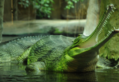 fish-eating crocodile, gavial, gharial, crocodile, predator, animals, mouth wallpaper