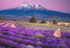 utah, farm, landscape, nature, flowers, mountains, snow, lavender wallpaper