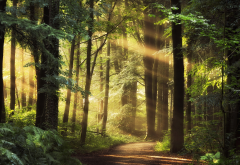 nature, forest, trees, path, sun rays wallpaper