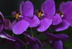 orchid, flowers, drops, water drops, nature wallpaper