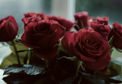 red flowers, rose, flowers, red roses, bouquet wallpaper
