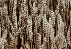 wheat, macro, nature, field wallpaper