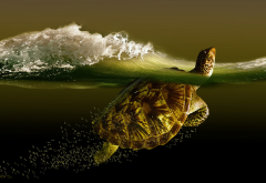 3d graphics, water, animals, turtle wallpaper