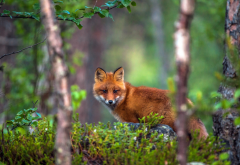 animals, fox, nature, forest, tree, summer, moss wallpaper