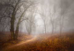 forest, tree, fog, path, autumn wallpaper