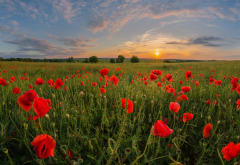 field, poppy, poppies, sky, sunset, nature wallpaper