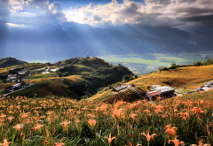 nature, landscape, taiwan, hill, sky, valley, clouds, sun rays, flowers, daylily wallpaper