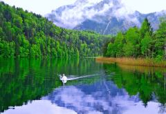 swan, lake, mountains, nature, bird wallpaper