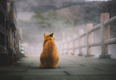 red cat, cat, road, fog, animals wallpaper