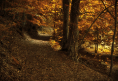 dark, fall, yellow, nature, autumn wallpaper