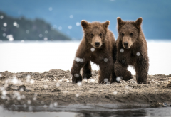 bear, bear cubs, animals, river bank, brown bear wallpaper