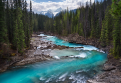 yoho national park, rocky mountains, canada, mountain river, canada, forest, river, tree, nature wallpaper