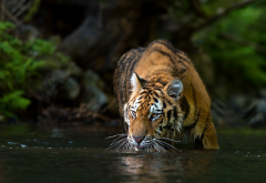 animals, tiger, river, water wallpaper