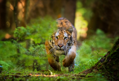 animals, tiger, splash, tunning tiger, wild cat, super photo wallpaper