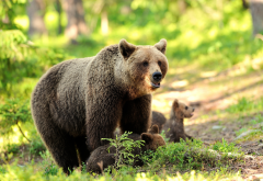 animals, cub, bear, bear cub, brown bear wallpaper