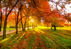 nature, path, tree, sun, autumn, sun rays, grass wallpaper