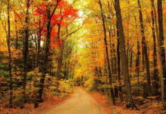 autumn, leaf, nature, forest, country road wallpaper