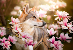 wolf, magnolia, animals, flowers, nature wallpaper
