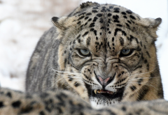 snow leopard, wild cat, predator, animals, snow, winter, grin wallpaper