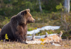 animals, predator, bear, nature, forest, log, brown bear wallpaper