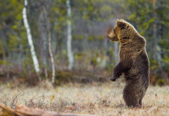 brown bear, animals, predator, bear, pose, nature, forest wallpaper