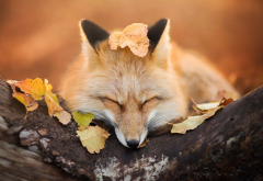 fox, autumn, leaf, animals wallpaper