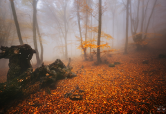 forest, trees, fog, autumn, nature, leaf wallpaper