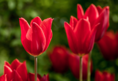 flowers, macro, tulips, red flowers, nature wallpaper