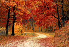 autumn, tree, leaf, leaf fall, forest, leaves, nature wallpaper